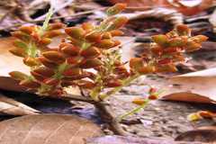 Flemingia grahamiana